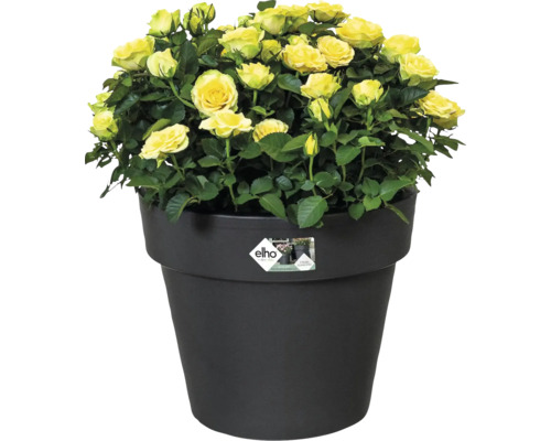 Mini-rosiers jaunes dans un pot rond en plastique noir avec elho Logo.