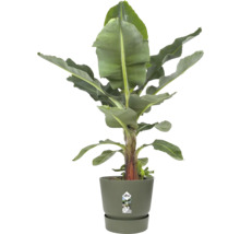 Bananier Musa dans un pot de fleurs rond en plastique elho avec soucoupe assortie.