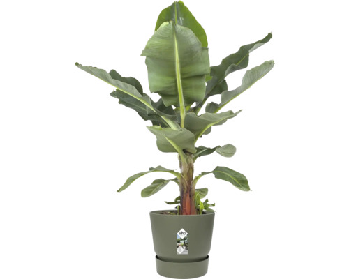 Bananier Musa dans un pot de fleurs rond en plastique elho avec soucoupe assortie.