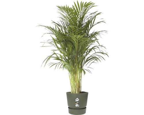 Plante d intérieur palmier doré Dypsis lutescens dans un pot de fleurs elho
