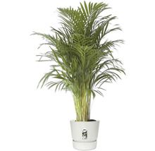 Palmier Areca lutescens dans un pot en plastique blanc.