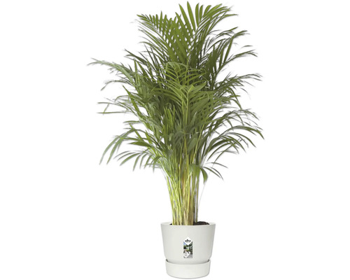 Palmier Areca lutescens dans un pot en plastique blanc.