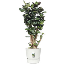 Polyscias Fabian, plante d'intérieur aux feuilles rondes et tronc épais dans un pot de fleurs blanc Elho.