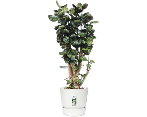 Polyscias Fabian, plante d'intérieur aux feuilles rondes et tronc épais dans un pot de fleurs blanc Elho.