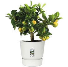 Plante d'agrumes avec fruits jaunes dans un pot de fleurs elho blanc avec soucoupe.