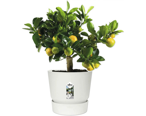 Plante d'agrumes avec fruits jaunes dans un pot de fleurs elho blanc avec soucoupe.