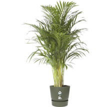 Palmier Areca Dypsis lutescens dans un pot en plastique Elho vert foncé.