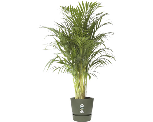 Palmier Areca Dypsis lutescens dans un pot en plastique Elho vert foncé.
