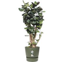 Plante d intérieur Polyscias Fabian aux feuilles vert foncé dans un pot en plastique vert avec soucoupe.