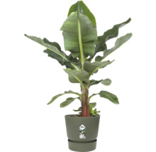 Bananier Musa dans un cache-pot Elho vert olive avec soucoupe assortie.