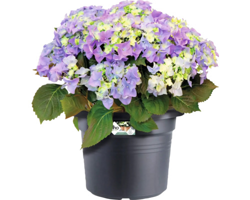 Hortensia à fleurs violettes et jaune clair dans un pot de fleurs Elho anthracite.