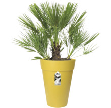 Palmier nain Chamaerops humilis dans un grand pot de fleurs jaune Elho avec des feuilles vertes en forme d éventail.