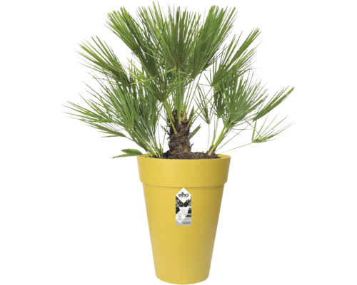 Palmier nain Chamaerops humilis dans un grand pot de fleurs jaune Elho avec des feuilles vertes en forme d éventail.