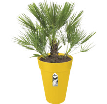 Palmier nain Chamaerops humilis dans un pot de fleurs en plastique jaune de la marque elho.