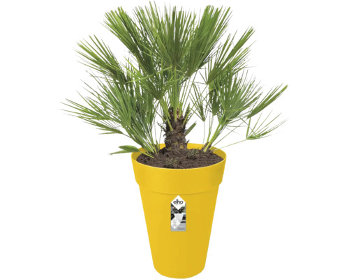 Palmier nain Chamaerops humilis dans un pot de fleurs en plastique jaune de la marque elho.