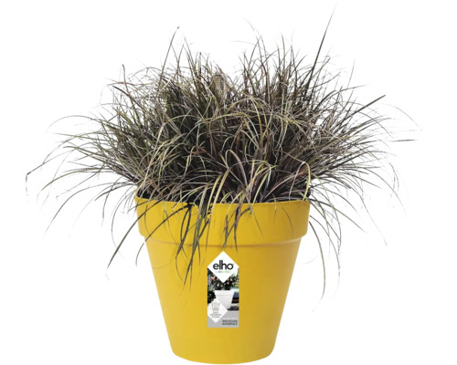 Dunkle Gräserpflanze in einem runden, gelben Kunststoff-Pflanztopf mit Elho Logo, Bewässerungssystem und aus recyceltem Material.