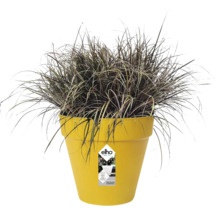 Pot de fleurs elho en plastique jaune avec herbe ornementale sombre, système d'arrosage et matériaux recyclés.