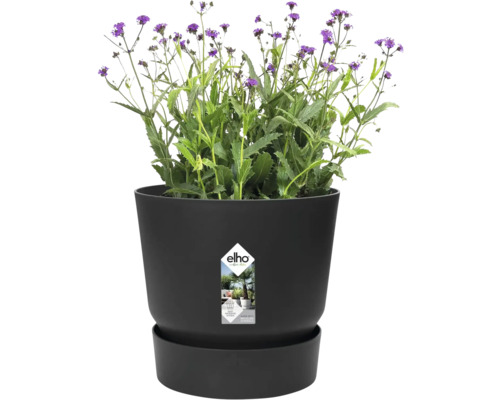 Pot de fleurs rond en plastique avec soucoupe intégrée et plante verte aux fleurs violettes, Elho Logo.