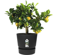 Plante d agrumes avec feuilles vertes et fruits jaunes dans un pot en plastique elho noir avec soucoupe.