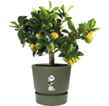 Citronnier Calamondin avec fruits dans un pot en plastique gris avec soucoupe, elho Logo.