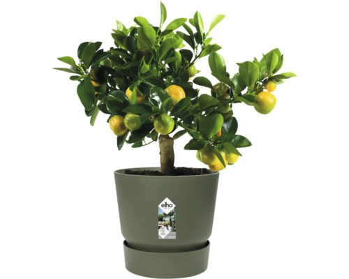 Citronnier Calamondin avec fruits dans un pot en plastique gris avec soucoupe, elho Logo.