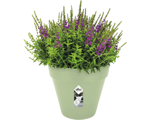 Pot de fleurs Elho vert clair en plastique avec une plante à fleurs violettes.