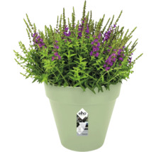 Pot de fleurs rond elho vert clair en plastique recyclé avec système d arrosage et plante à fleurs violettes.