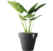 Plante d'intérieur Alocasia avec de grandes feuilles vertes dans un pot en plastique gris.