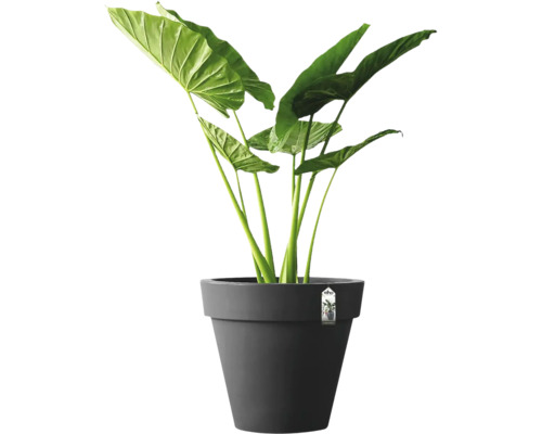 Plante d'intérieur Alocasia avec de grandes feuilles vertes dans un pot en plastique gris.