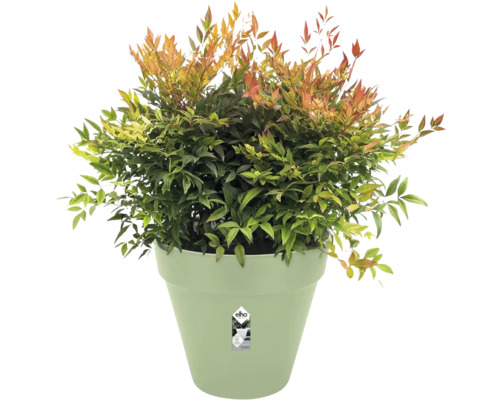 Nandina domestica im hellgrünen elho Kunststofftopf mit grünen und rötlichen Blättern.