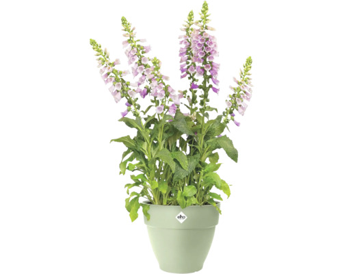 Digitale Digitalis avec des fleurs violet clair dans un pot de plantes elho vert clair.