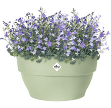 Pot de fleurs Elho rond vert clair avec des campanules violettes. Elho Logo.