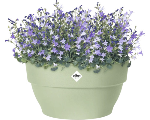 Pot de fleurs vert clair avec Elho Logo et campanules violettes en fleurs.