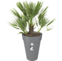 Palmier nain Chamaerops humilis dans un haut pot en plastique gris Elho.
