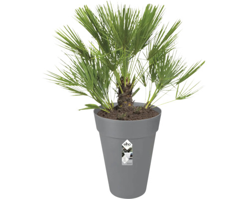 Palmier nain Chamaerops humilis dans un haut pot en plastique gris Elho.
