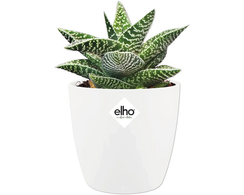Sukkulente Gasteria mat geponktene Blieder an engem wäissen Blomepot. elho Logo.