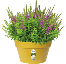 Plante à fleurs violettes dans un pot en plastique jaune avec le logo elho.