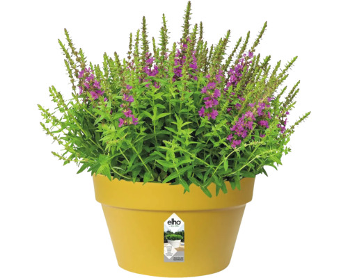 Plante à fleurs violettes dans un pot en plastique jaune avec le logo elho.