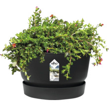 Pot de fleurs rond Elho noir avec soucoupe assortie et plante verte. En plastique recyclé avec un système d'arrosage intégré.