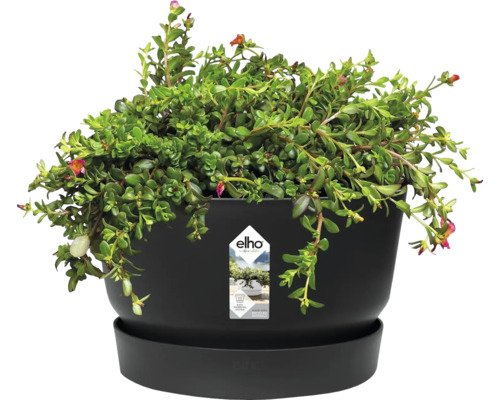 Pot de fleurs rond Elho noir avec soucoupe assortie et plante verte. En plastique recyclé avec un système d'arrosage intégré.