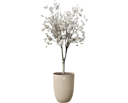 Arbre en fleurs aux fleurs blanches dans un pot beige avec une structure à rainures verticales et Elho Logo.