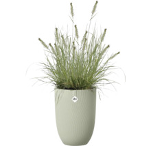 Herbe ornementale verte avec des épis dans un bac à plantes haut avec une structure nervurée. elho Logo.
