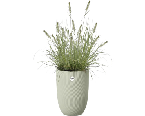Herbe ornementale verte avec des épis dans un bac à plantes haut avec une structure nervurée. elho Logo.