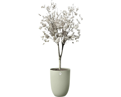 Arbre en fleurs avec fleurs blanches dans un grand bac à plantes vert clair avec structure striée et elho Logo.
