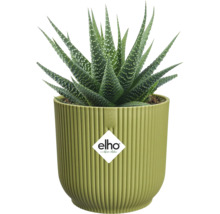 Haworthia-Sukkulente in einem hellgrünen, geriffelten elho Blumentopf, elho Logo