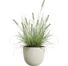 Herbe ornementale dans un pot blanc rond avec une structure verticale ondulée et elho Logo.