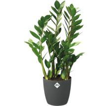 Plante d intérieur Zamioculcas zamiifolia aux feuilles vertes brillantes dans un pot anthracite avec elho Logo.