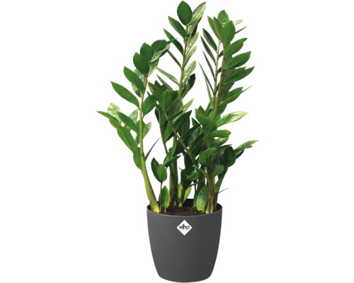 Plante d intérieur Zamioculcas zamiifolia aux feuilles vertes brillantes dans un pot anthracite avec elho Logo.