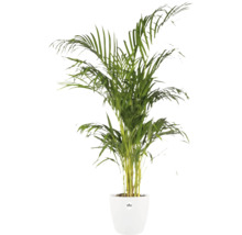 Areca Goldfruchtpalme in einem weißen Pflanztopf der Marke elho.