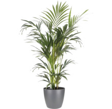 Palmier doré Areca dans un pot gris, plante d'intérieur